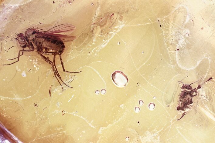 Detailed Fossil Long-Legged Fly and Springtail in Baltic Amber #343398